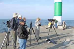 Birding on the South Haven Pier