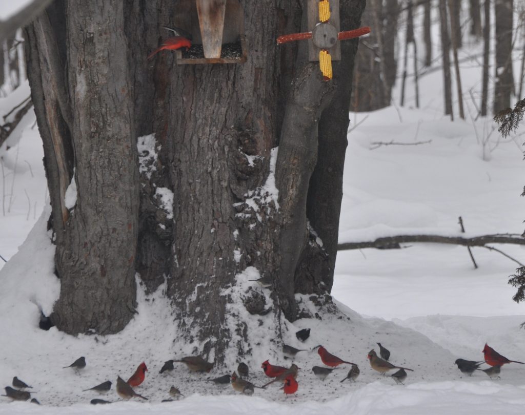 Winter Bird Feeding Station (Photo by Jack Wyatt)
