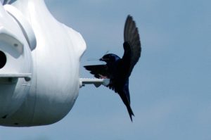 Purple-Martin