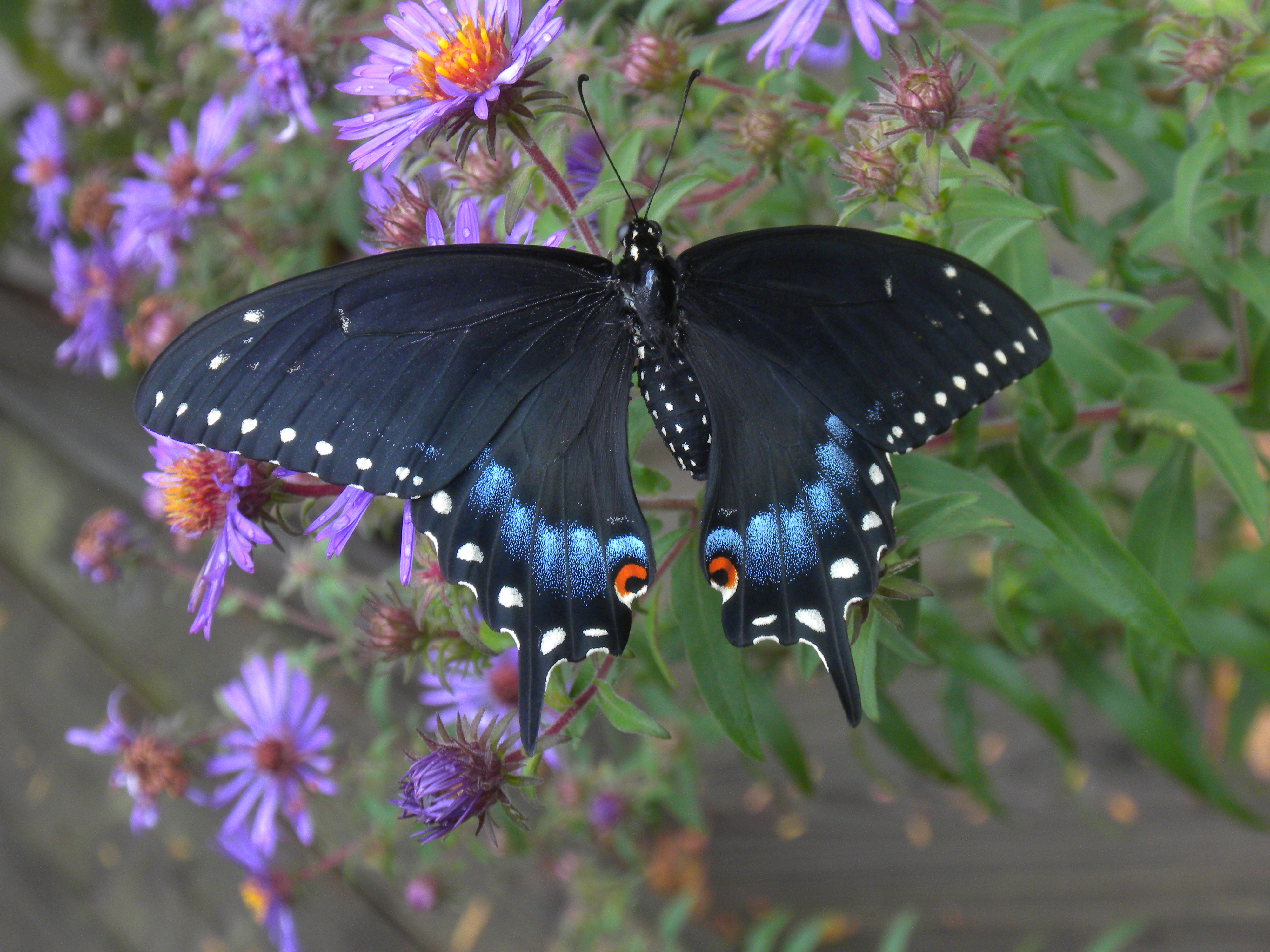 Butterfly and Moth Presentations – Audubon Society of Kalamazoo