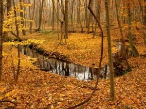 Dowagiac Woods Fall