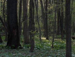 Dowagiac Woods Spring